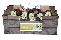 X 20 JUMBO AMARYLLIS WIT INCL. LABEL 38/40