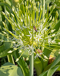 X   25 ALLIUM SCHUBERTII ARCTIC SNOW 12/14