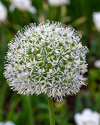 X   25 ALLIUM WHITE GIANT 20/+
