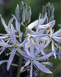 X   25 CAMASSIA CUSICKII 14/+