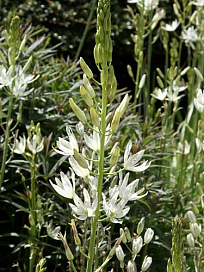 X   25 CAMASSIA LEICHTLINII ALBA 14/+