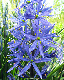 X   25 CAMASSIA LEICHTLINII CAERULEA 14/+