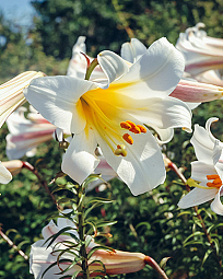 X   25 LILIUM REGALE 18/20