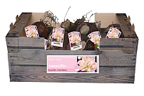 X 30 AMARYLLIS DUBBEL ROZE-WIT INCL. LABEL 32/34