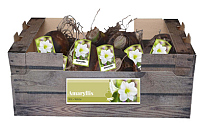 X 30 AMARYLLIS WIT INCL. LABEL 32/34