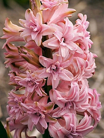 X   50 HYACINTHUS DUBBEL ROZE 15/16
