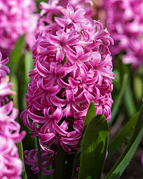 X   50 HYACINTHUS PINK PEARL 15/16