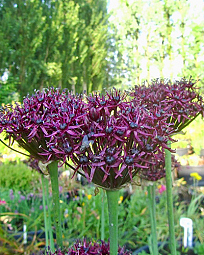 X 100 ALLIUM ATROPURPUREUM 10/+