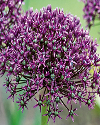 X 100 ALLIUM MIAMI 10/+