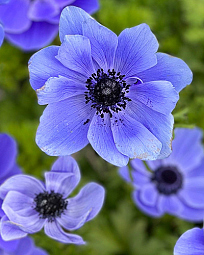 X 100 ANEMONE CORONARIA MR. FOKKER 5/6