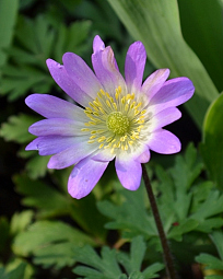 X 100 ANEMONE SPECIES BLANDA CHARMER 5/+