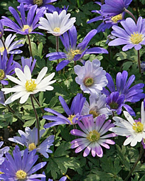 X 100 ANEMONE SPECIES BLANDA GEMENGD 5/+
