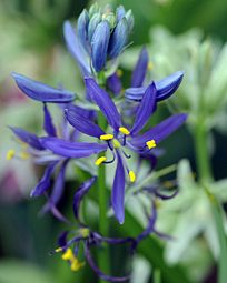 X 100 CAMASSIA QUAMASH (ESCULENTA)  6/+