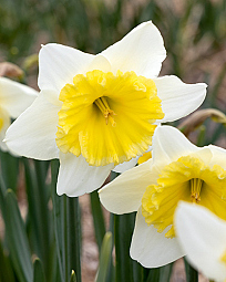 X 100 NARCISSUS ICE FOLLIES 12/14