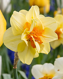 X 100 NARCISSUS TAHITI 12/14