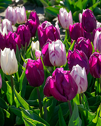 X 100 PURPLE BLING 11/12
