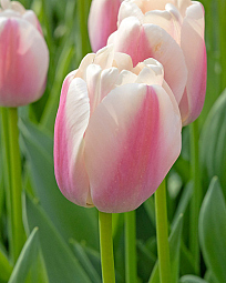 X 100 TULIPA APRICOT PRIDE 11/12