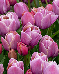 X 100 TULIPA BLUE HEAVEN 11/12