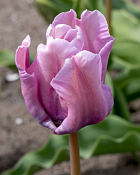 X 100 TULIPA BLUE PARROT 11/12