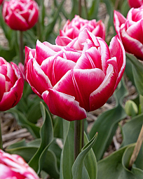 X 100 TULIPA COLUMBUS 12/+