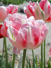 X 100 TULIPA FINOLA 11/12
