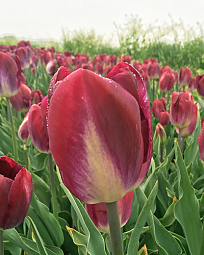 X 100 TULIPA KANSAS PROUD 11/12