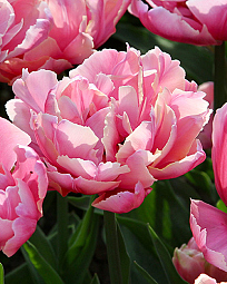 X 100 TULIPA PINK STAR 11/12
