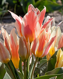 X 100 TULIPA QUEBEC 12/+