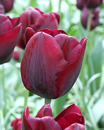 X 100 TULIPA RONALDO 11/12