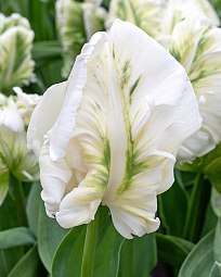 X 100 TULIPA SUPER PARROT 11/12
