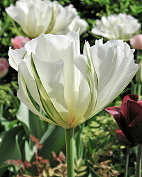 X 100 TULIPA WHITE VALLEY 11/12