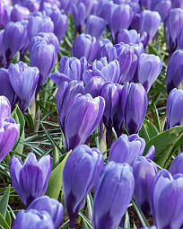 X 100 CROCUS BLUE OCEAN 8/9
