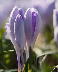 X 100 CROCUS VANGUARD 8/9