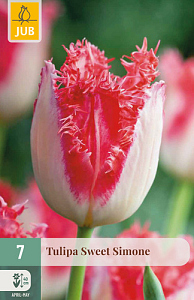 X   7 TULIPA SWEET SIMONE 11/12