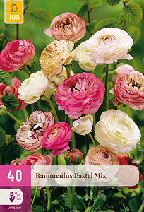 X 40 RANUNCULUS PASTEL MIX NJ 5/6