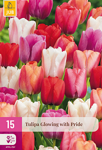 X 15 TULIPA GLOWING WITH PRIDE 11/12