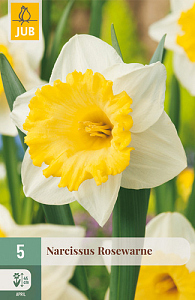 X   5 NARCISSUS ROSEWARNE 10/12