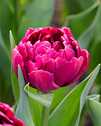 X 100 TULIPA ALISON BRADLEY 12/+