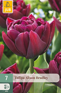 X   7 TULIPA ALISON BRADLEY 11/12