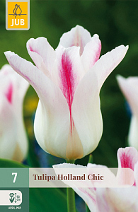 X   7 TULIPA HOLLAND CHIC 11/12