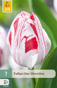 X   7 TULIPA ONE DIRECTION 11/12