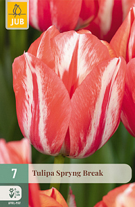 X   7 TULIPA SPRYNG BREAK 11/12