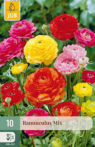 X 10 RANUNCULUS MIX NJ 6/7
