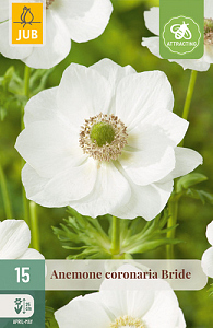 X 15 ANEMONE CORONARIA BRIDE NJ 5/6