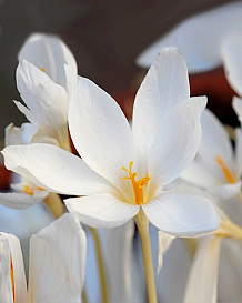 X 100 CROCUS SPECIOSUS ALBUS