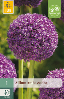 X   1 ALLIUM AMBASSADOR