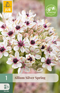 X   1 ALLIUM SILVER SPRING