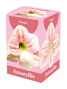 X 1 AMARYLLIS ROZE/WIT IN DOOS
