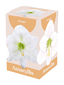 X 1 AMARYLLIS WIT IN DOOS