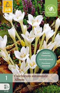 X   1 COLCHICUM AUTUMNALE ALBUM